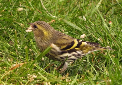 siskin (Carduelis spinus) Kenneth Noble